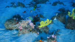 Amazon Reef Corais da Amazônia